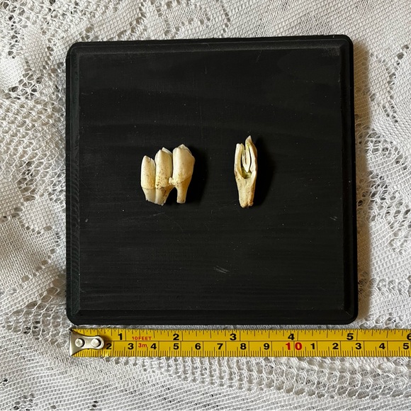 Mounted Deer Teeth - Picture 6 of 6
